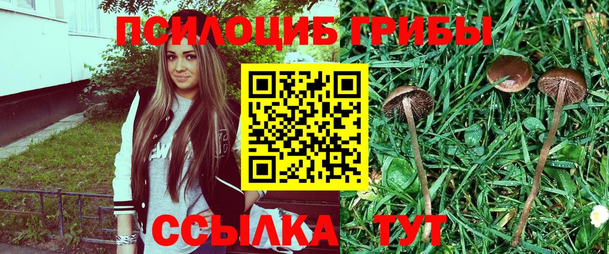 Псилоцибиновые грибы Cubensis  Вход с VPN  Ижевск  Галлюциногенные грибы Psilocybe 